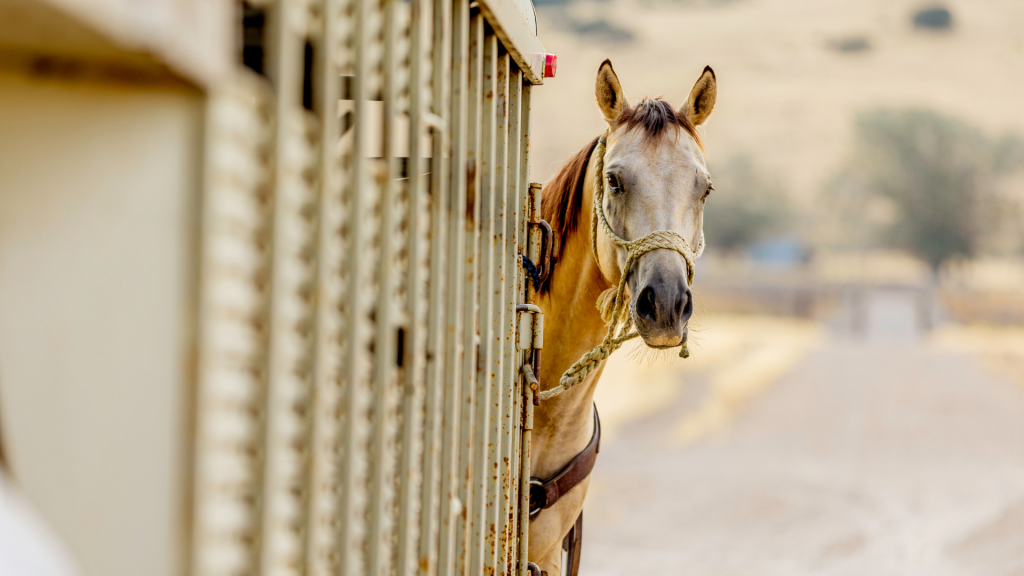 26 Horse Trailer Hacks USRoper