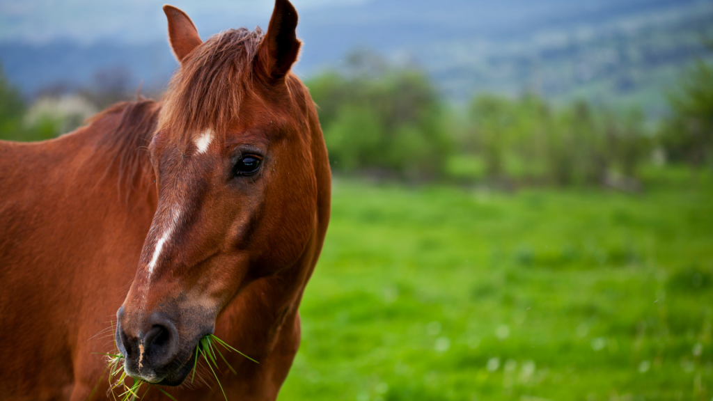 INTRODUCTION TO DEWORMING HORSES USRoper