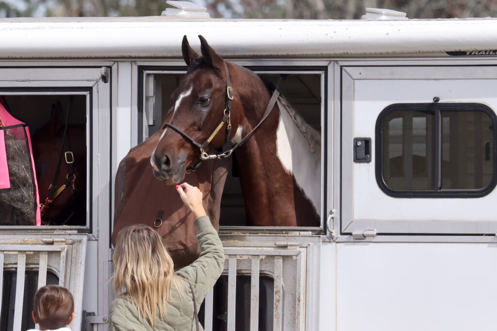 3-basic-reasons-why-your-horse-should-load-into-the-trailer-usroper