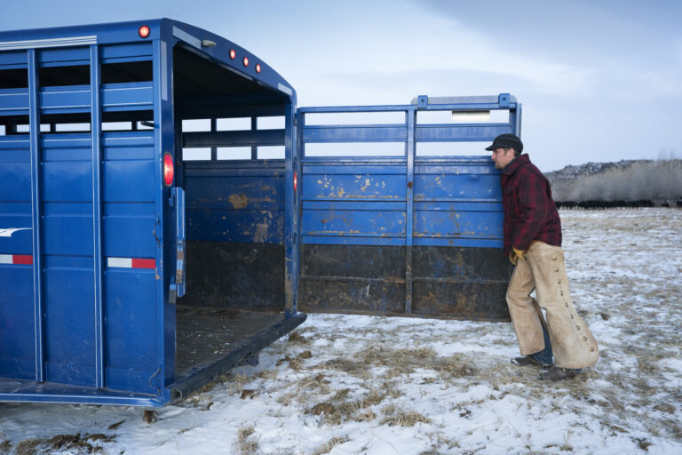 Couple take horses out of the horse trailer on the cattle ranch in Montana