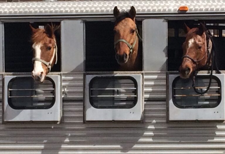 horses-in-a-trailer-2022-03-05-23-20-18-utc-1024x701