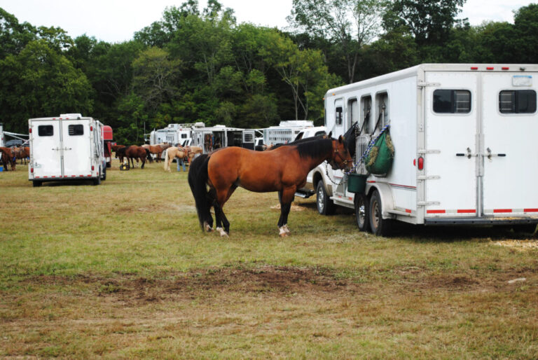 Brown Horse Feeding & Tied to the Back of a Trailer