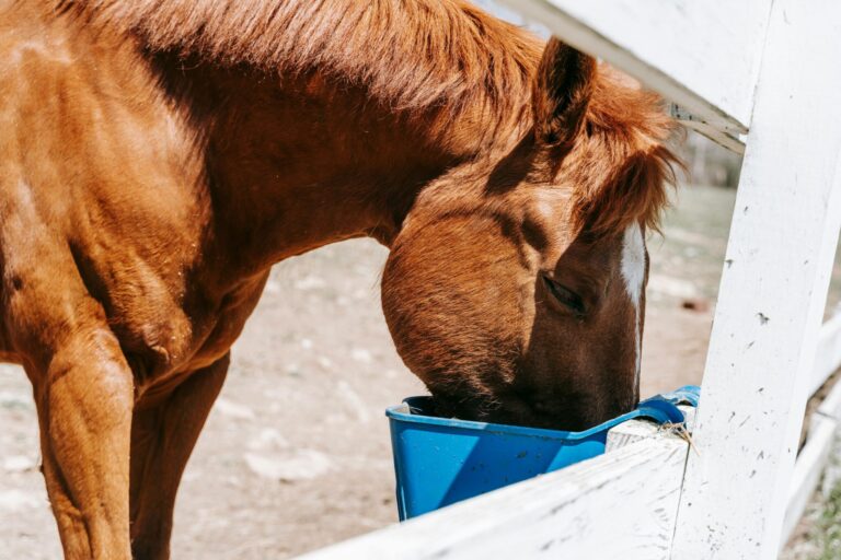 horsefeed-2048x1365